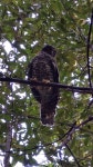 CUI HAILONG | Ninox strenua in 9월 2021 by Hailong Cui · iNaturalist Ninox strenua