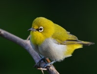 Zosterops palpebrosus from Whisper Valley, Hyderabad, Telangana 500090, India on 2021년 09월 17일 (금) at 06:42 오전 by VarmaX... 