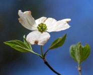 꽃산딸나무 from Mt Nebo, Dardanelle Township, AR 72834, USA on 2018년 04월 14일 (토) at 02:54 오후 by Bette J Kauffman. Cornus... 
