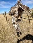 칡부엉이 from US-287, Wolf Creek, MT, US on 2021년 09월 24일 (금) at 01:26 오후 by Craig Kesselheim · iNaturalist 칡부엉이... 
