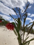 Darwinia neildiana from South Eneabba Conservation Reserve, Eneabba, WA, AU on 2021년 10월 12일 (화) at 10:20 오전 by Zac Sims... 