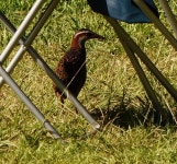 Gallirallus philippensis from Grant, AU-SA, AU on 2013년 01월 01일 (화) at 10:48 오후 by Timm von der Mehden · iNaturalist... 