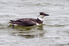 바다오리 from Norfolk, UK on 2021년 10월 02일 (토) at 10:25... by Stuart Andrews. 1st- winter · iNaturalist 바다오리 (Uria aalge)