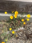 Eschscholzia californica from The Presidio of San Francisco, San Francisco, CA, US on 2018년 04월 28일 (토) at 12:42 오후 by... 