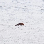 유럽붉은여우 from Neustädter Straße, Falkenstein/Vogtland... iNaturalist 유럽붉은여우 (Subspecies Vulpes vulpes crucigera)