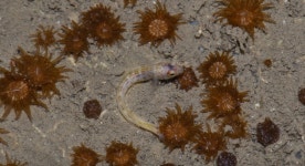 앞동갈베도라치속 from XQ5X+25W Priyadarshini Seaside Shore, Malabar Hill, Mumbai, Maharashtra 400006, India on 2021년 01월 13일... 