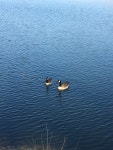 캐나다기러기 from University of Notre Dame, Notre Dame, IN, US on 2018년 04월 10일 (화) at 09:58 오전 by Luke Fraser... 
