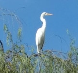 중대백로 from Av. Fernando Símonsen, 566 - São José, São Caetano do Sul - SP, Brasil on 2018년 03월 20일 (화) by Rosane... 