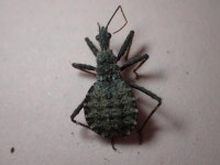 침노린재과 from Condingup WA 6450, Australia on 2021년 10월 22일 (금) at 07:57 오후 by Bevan Buirchell · iNaturalist... 