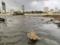 Murex indicus from XR47+47C, Chowpatty, Girgaon, Mumbai, Maharashtra 400007, India on 2021년 11월 18일 (목) at 04:42 오후 by... 