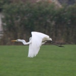 대백로 from 5469 RC Erp, Nederland on 2021년 11월 20일 (토) at 04:34 오후 by Marijn Opheij · iNaturalist 대백로 (Ardea alba)