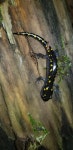 Ambystoma maculatum in 10월 2021 by Cari-Ann M. Hickerson · iNaturalist Ambystoma maculatum