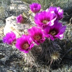 Echinocereus relictus from Washington County, US-UT, US on 2015년 04월 11일 (토) at 06:26 오후 by Victoria Jarvis... 