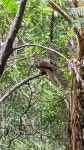 CUI HAILONG | Macropygia phasianella from West Pennant Hills NSW 2125, Australia on 2021년 12월 20일 (월) at 02:35 오후 by Hailong Cui...