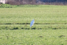 중대백로 from 5469 Erp, Nederland on 2021년 12월 25일 (토) at 01:06 오후 by Marijn Opheij · iNaturalist 중대백로 (Ardea alba)