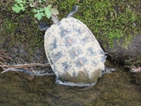 돌거북 in 12월 2021 by harumaarakawa20041104.... 一体何処で繁殖しているのだろうか？ · iNaturalist 돌거북 (Mauremys japonica)