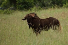 흰꼬리누 from Rietvallei 377-Jr, Pretoria, 0181, South Africa on 2021년 12월 17일 (금) at 06:42 오후 by Joseph Heymans... 
