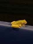 Hyla squirella from Exotic Isle St, Bay City, TX, US on 2021년 12월 29일 (수) at 06:03 오후 by Rita Castillo · iNaturalist... 
