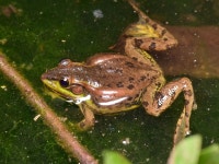 중국금개구리 from 中国江苏省南京市玄武区紫金山 on... at 09:52 오전 by Fan Gao · iNaturalist 중국금개구리 (Pelophylax plancyi)