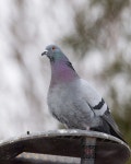 집비둘기 from Западный... at 11:38 오전 by Anna Khortyunova · iNaturalist 집비둘기 (Variety Columba livia domestica)