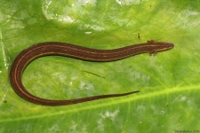 Pseudobranchus axanthus axanthus in 9월 2018 by captainjack0000 · iNaturalist Subspecies Pseudobranchus axanthus axanthus