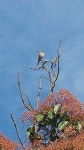 참새목 from 1120 Cielo Cir, Rohnert Park, CA 94928, USA on 2018년 05월 09일 (수) at 04:46 오후 by Holly Lyon · iNaturalist... 