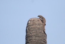 Varanus bengalensis from Rangeguindy, Chennai, Tamil Nadu 600025, India on 2022년 01월 08일 (토) at 09:35 오전 by Aditya... 