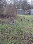 캐나다기러기 from 44652 Herne, Deutschland on 2022년 02월 02일 (수) at 09:24 오전 by Flo · iNaturalist 캐나다기러기 (Branta... 