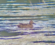 Spatula cyanoptera from Ollies Pond Park, Port Charlotte, FL, US on 2022년 02월 13일 (일) at 11:50 오전 by skunkape... 