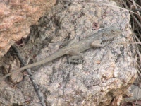 Calotes versicolor from Geological Survey of India Colony, Auto Nagar, Hyderabad, Telangana 500068, India on 2022년 02월 12일... 