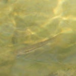 Rhinichthys obtusus from Bristol, TN, USA on 2022년 03월 03일 (목) at 04:17 오후 by Chrissy Guthrie Lay · iNaturalist... 