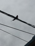 제비 from 대한민국 인천광역시 강화군 교동면 대룡리 508-5, 강화군, 인천광역시, KR on 2018년 05월 20일 (일) at 01:44 오후... 