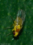 등에아목 from Dionísio Torres, Fortaleza - CE, Brasil on... Click to enlarge. · iNaturalist 등에아목 (Suborder Brachycera)