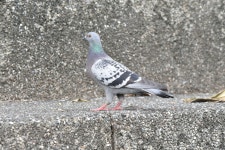 집비둘기 from 台灣台北市中正區公館 on 2021년 04월 02일... Yung-Lun Lin · iNaturalist 집비둘기 (Variety Columba livia domestica)