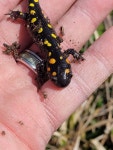Ambystoma maculatum from Short Bend Access on 2022년 03월 26일 (토) at 12:09 오후 by Darrin Limbaugh · iNaturalist Ambystoma... 