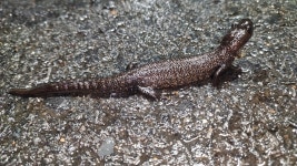 북부빗영원 from 747 15 Шилхержовице, Чехія on 2022년 03월 30일 (수) at 08:38 오후 by Anna Fedorova... 