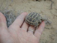 러시아땅거북 in 5월 2021 by Til Dieterich · iNaturalist 러시아땅거북 (Testudo horsfieldii)