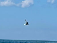 쇠제비갈매기 from Aveiro/ Nazaré, Figueira da Foz, PT on 2022년 04월 10일 (일) at 01:23 오후 by helenum · iNaturalist... 