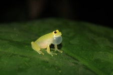 Hyalinobatrachium tatayoi in 4월 2022 by Manuel Walter · iNaturalist Hyalinobatrachium tatayoi