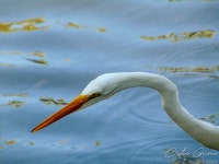 중대백로 from Parque Sinaloa, 81289 Los Mochis, Sin., México on 2022년 05월 03일 (화) at 03:09 오전 by Cristián Guzmán... 