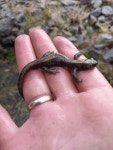 네발가락도롱뇽 from Томская обл., Россия... Ivantsov · iNaturalist 네발가락도롱뇽 (Salamandrella keyserlingii)