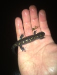 Ambystoma maculatum from Evergreen Dr, Eagle River, WI, US on 2022년 05월 01일 (일) at 09:20 오후 by naturedundee. One of the... 