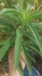 Helianthus maximiliani from 3904 N Elm St, Denton, TX 76207, USA on 2018년 06월 13일 (수) at 10:21 오전 by Mattie Mitchell... 