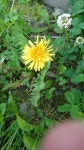 서양민들레 from 日本、〒426-0016... (화) at 04:45 오후 by ryusuke. 西洋タンポポ · iNaturalist 서양민들레 (Taraxacum officinale)