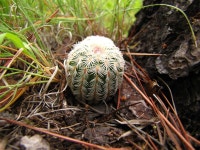 Echinocereus rigidissimus rigidissimus from Reserva Ajos-Bavispe on 2014년 08월 26일 (화) by Diego Barrales · iNaturalist... 