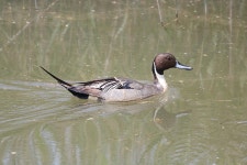 고방오리 from Matsusaka, Mie, Japão on 2022년 05월 19일 (목) at 10:56 오전 by Aline Horikawa · iNaturalist 고방오리 (Anas acuta)