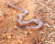 Suta dwyeri from P5F3+X9 Lake Urana Nature Reserve, Urana NSW 2645, Australia on 2021년 05월 08일 (토) at 08:18 오전 by Dan... 