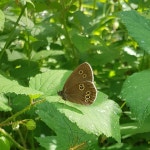 가락지나비 from Great Hampden, Great Missenden HP16 9RL, UK on 2018년 06월 24일 (일) at 03:56 오후 by Luca Rossi · iNaturalist... 