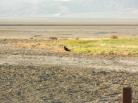 Cathartes aura from San Bernardino County, CA, USA on 2018년 05월 29일 (화) at 07:04 오전 by Kyle Gunther ·  iNaturalist... 