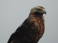 흰죽지수리 in 11월 2021 by BiRdeR BäBä · iNaturalist 흰죽지수리 (Aquila heliaca)